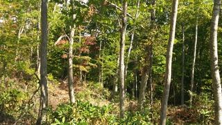 DSC_1537.JPG